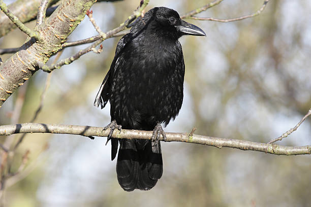 istock Black carrion crow Corvus corone perched on bare winter branch 174616331