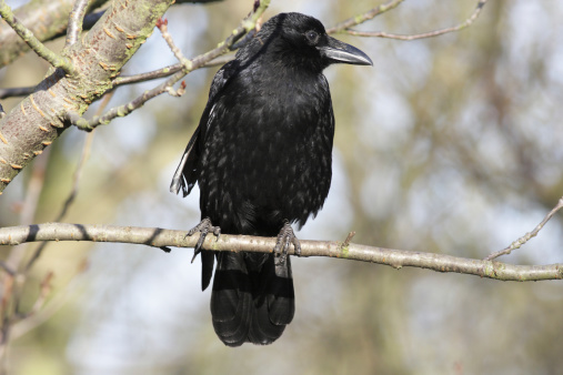 Carrion crow (Corvus corone). Jet black carrion crows are easy to see on leafless winter branches.