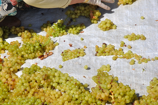Woman trying to lay down grapes soaked with chemical liquid to dry them