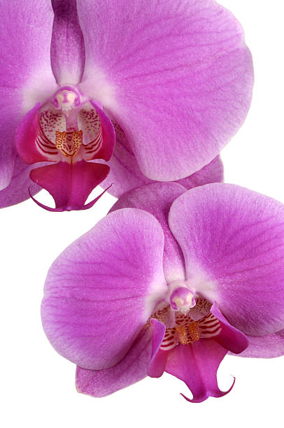 orchidée - Photo