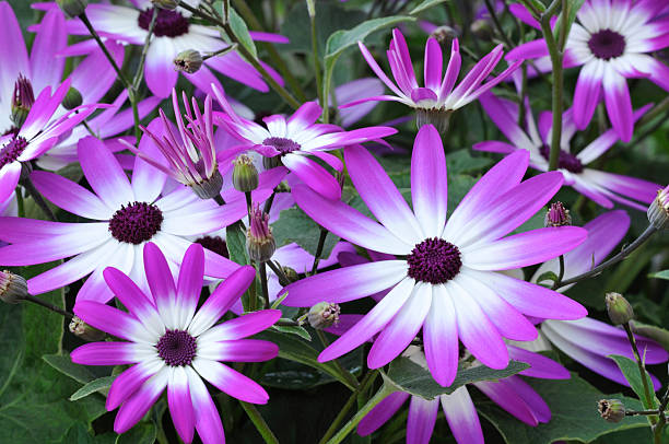 Cineraria Flowers Stock Photos, Pictures & Royalty-Free Images - iStock