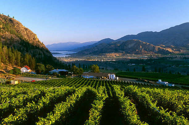 美しい湖のワイナリーの田舎 - lake canada field okanagan ストックフォトと画像