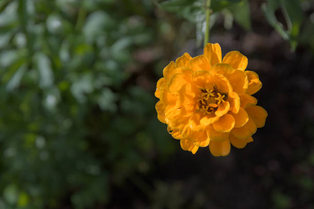 single yellow zinia with green bokeh background and free space