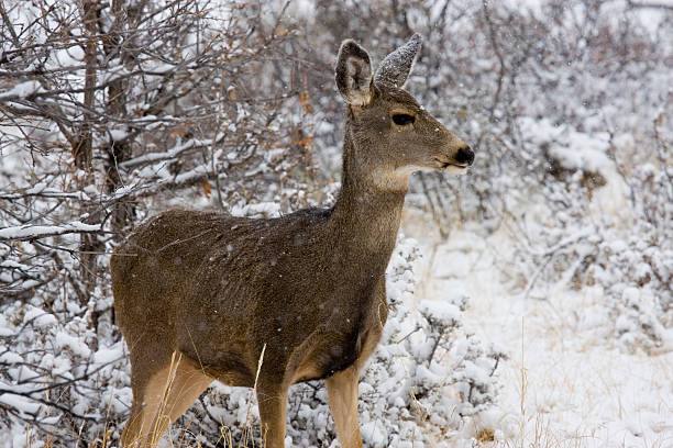 istock Mule Deer in the Snow 174616707