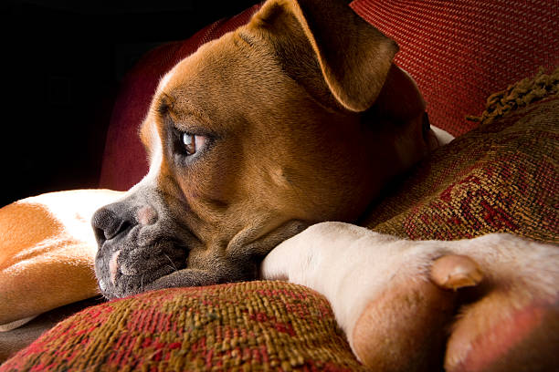 istock Boxer Dog Resting on a pillow 174616747