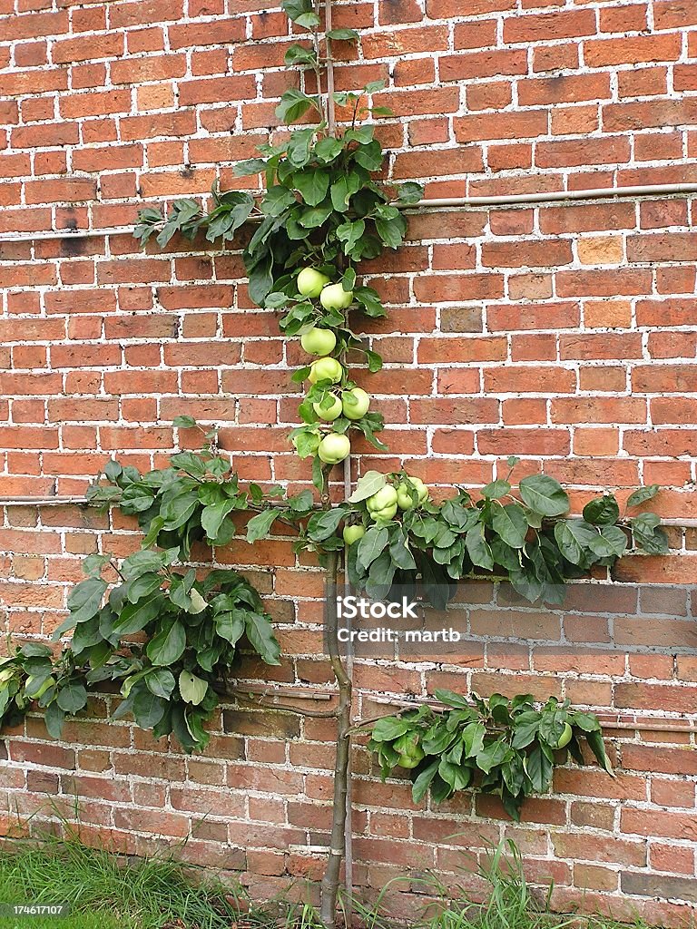 La pommes - Photo de Arbre libre de droits