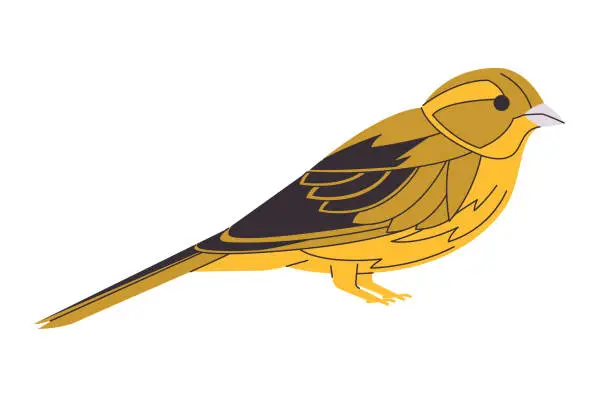 Vector illustration of Yellow hammer bird vector drawing illustration graphic illustration