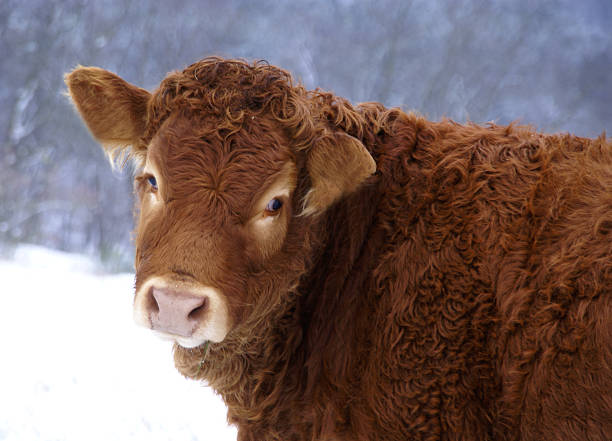 istock Calf portrait in wintertime 174617310
