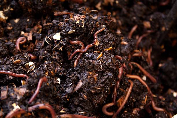 Vermicomposter "A vermicomposter with many red wiggler worms diving back under the surface (lots of motion blur on the worms, they were seriously pissed with me today). Rich black compost is being created. Compost tea and worm poo are valuable for your garden.AdobeRGB equivalent (FraserRGB)" earthworm photos stock pictures, royalty-free photos & images