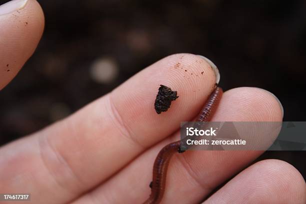 Wurm Wormwood Scrubs Prison Poo Keine Wortwiederholungen In Titel Stockfoto und mehr Bilder von Wurm