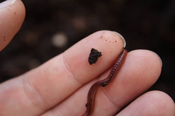 Worm, Wurm Poo (no repeated words in titles!) stock photo