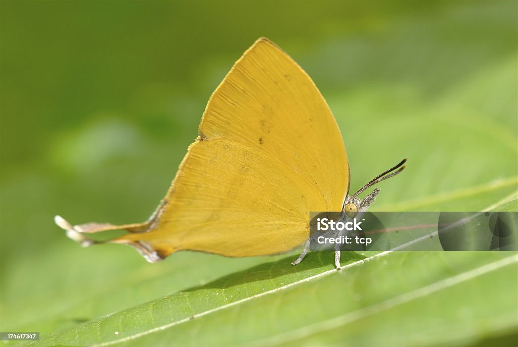 Yamfly (Loxura atymnus fuconius) 말레이시아 - 로열티 프리 0명 스톡 사진