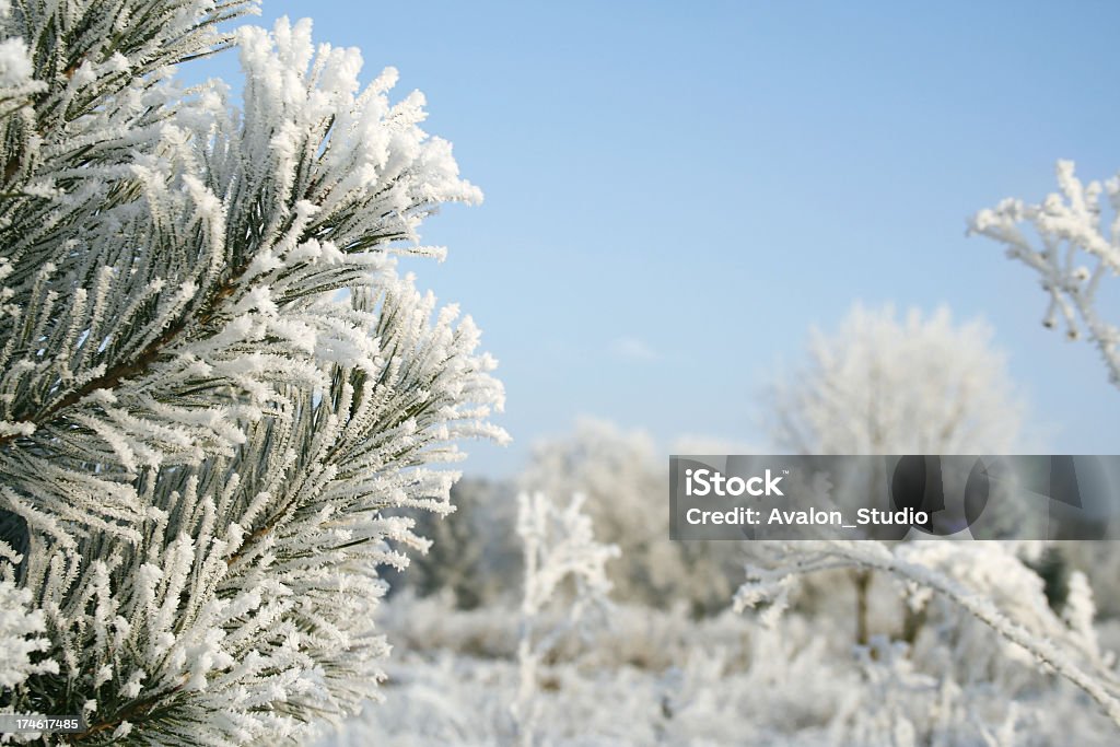 Albero di materiale congelato - Foto stock royalty-free di Abete