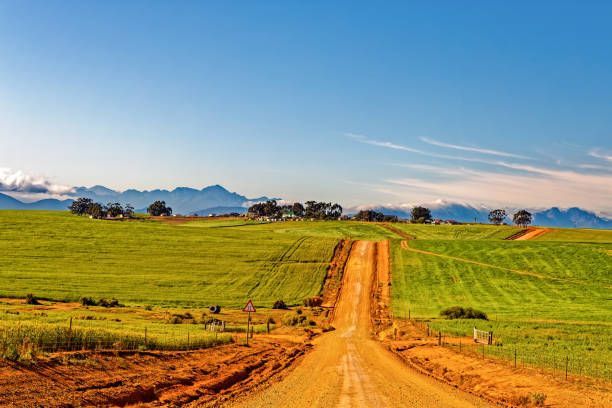 istock Dirt road through wheat fields near Moorreesburg 1746175515