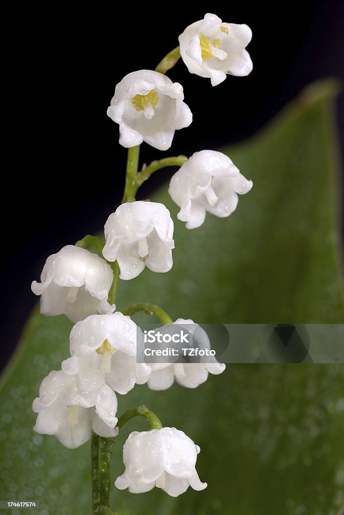 Lily Of The Valley - Foto de stock de Cabeza de flor libre de derechos