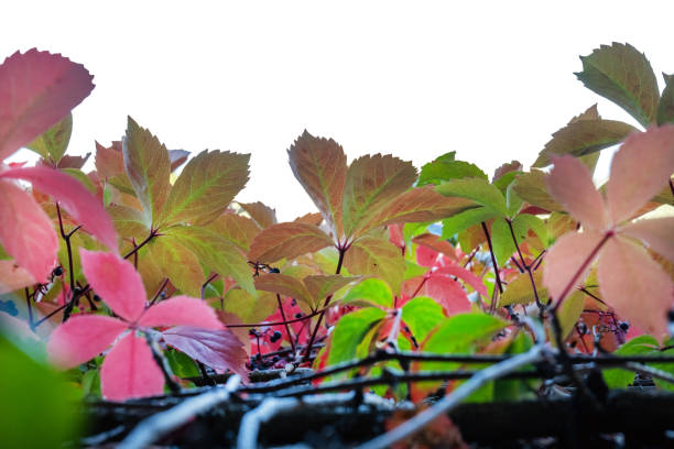 Cut out background with red and green leaves
