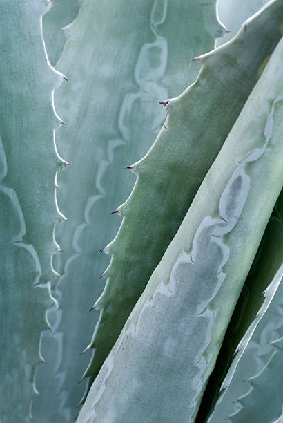 Agave Plant stock photo