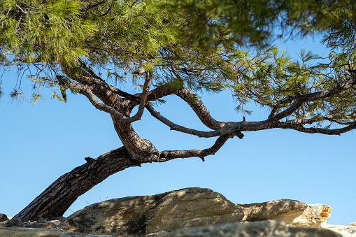 red rope around a tree in an outdoor climbing and adventure park