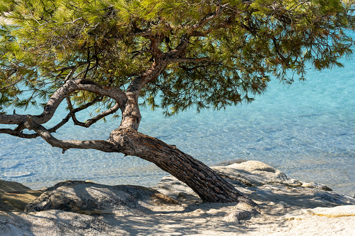 A relict pine tree on the top of a coastal cliff against the backdrop of the sea. Karaul-Oba, Novy Svet, Crimea. Sunny day.