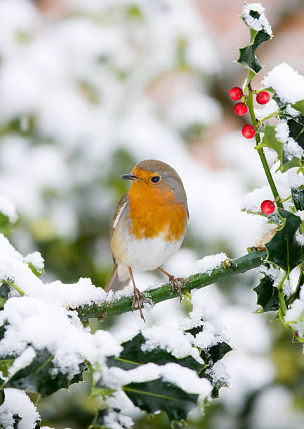 robin (erithacus rubecula) - rubecula imagens e fotografias de stock