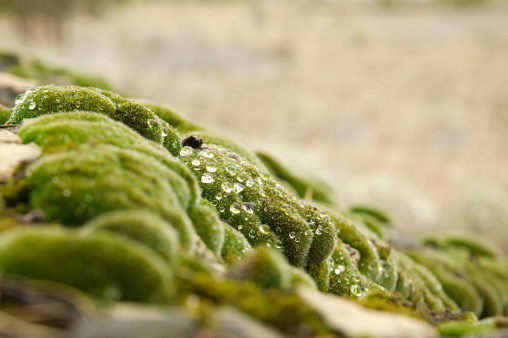Macro image of morning dew drops on a mossy rock.