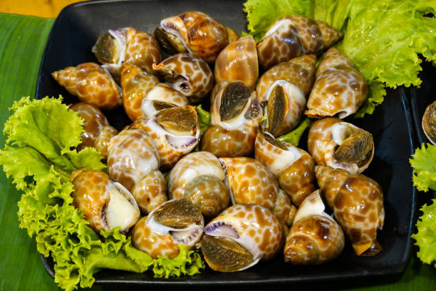 caracóis marinhos frescos - sea snail - fotografias e filmes do acervo