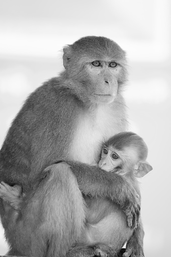 The rhesus macaque is diurnal, arboreal, and terrestrial. It is mostly herbivorous, mainly eating fruit, but will also consume seeds, roots, buds, bark, and cereals. Studies show almost 100 different plant species in its diet. Rhesus macaques are generalist omnivores, and have a highly varied and flexible diet.[4] With an increase in anthropogenic land changes, rhesus macaques have evolved alongside intense and rapid environmental disturbance associated with human agriculture and urbanization resulting in proportions of their diet to be altered.[4] It will also eat invertebrates, drink water from streams and rivers, and has specialised cheek pouches where it can temporarily store food.