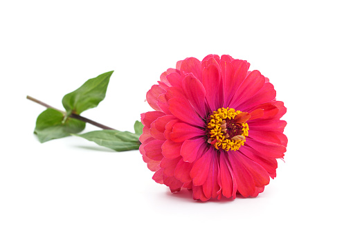 One pink zinnia isolated on a white background.