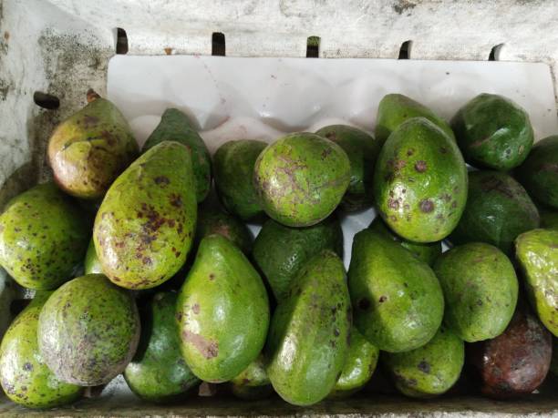 istock Fresh green avocados 1746181884