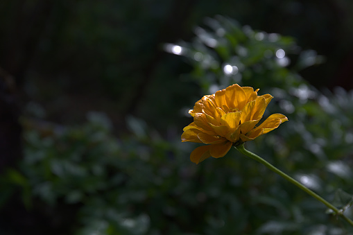 single yellow zinia with green bokeh background and free space