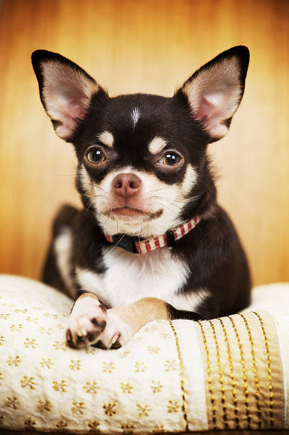 istock Sara the Chihuahua 174618298