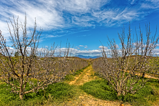 Fruit trees in blossom in Little Karoo near Van Wyksdorp in the Western Cape, South Africa