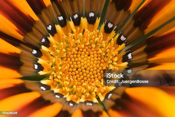 Blume Detail Stockfoto und mehr Bilder von Bestäubung - Bestäubung, Blume, Blume aus gemäßigter Klimazone