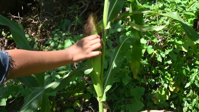 Corn cobs in plant.