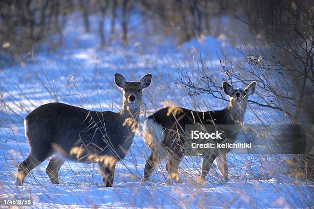 鹿の雪 - 北海道のストックフォトや画像を多数ご用意 - 北海道, 自然, カメラ目線