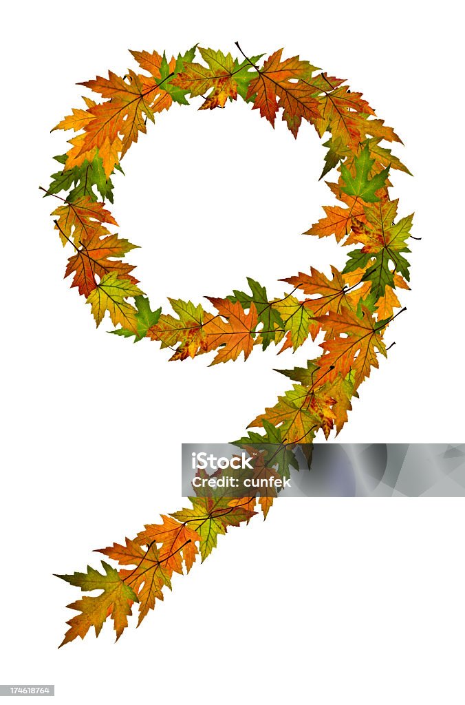 Number 9 Number 9, made with autumn Maple leaves isolated on white background Arrangement Stock Photo