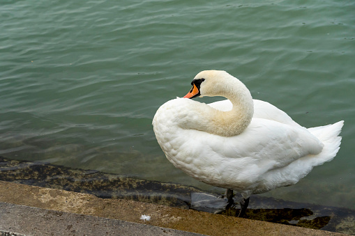 White Mute swan (Cygnus olor) in the Danube river during summer.