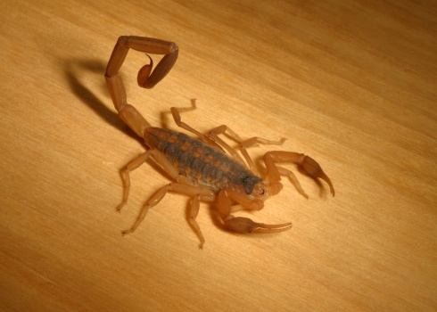 A detailed photo of a live scorpion on wood.