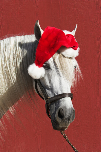 An Andalusian Stallion with a Santa cap on in front of a red barn.  Focus on the left eye.Please see similar shots in my portfolio:
