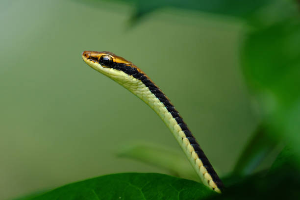 istock Common Bronzeback is a diurnal and arboreal species 1746190131