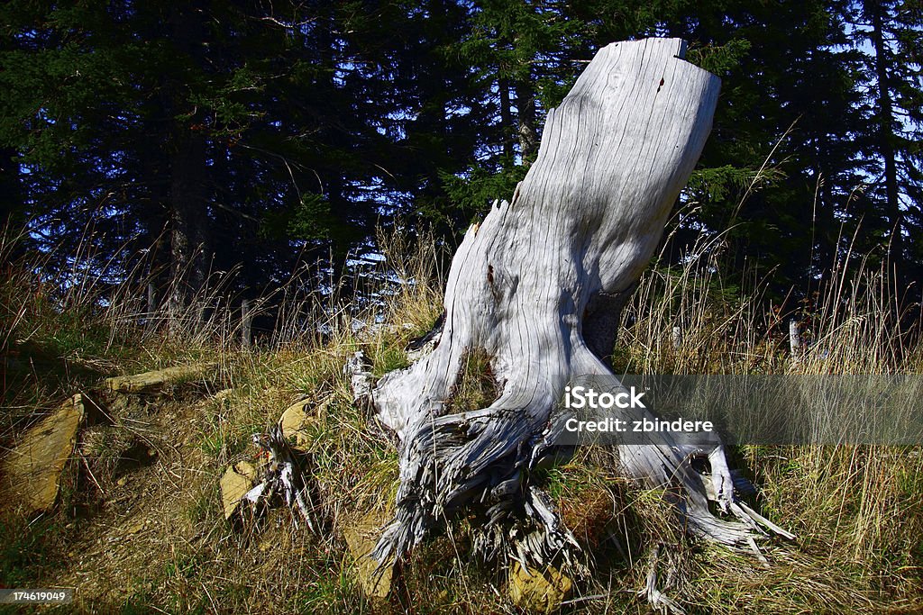 Tocón de árbol - Foto de stock de 2000-2009 libre de derechos