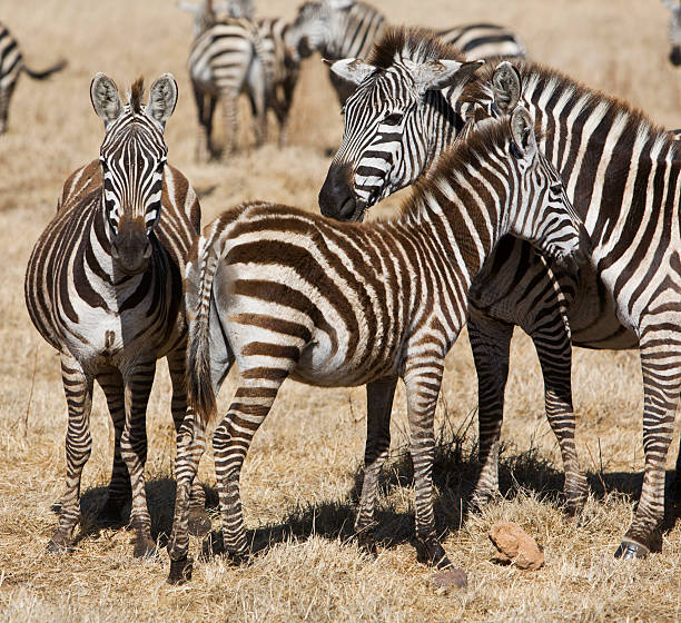 Serengeti, Tanzania
