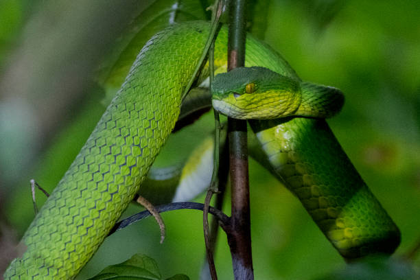 istock Close up photo of a Green Pit viper (Trimeresurus macrops) 1746191343