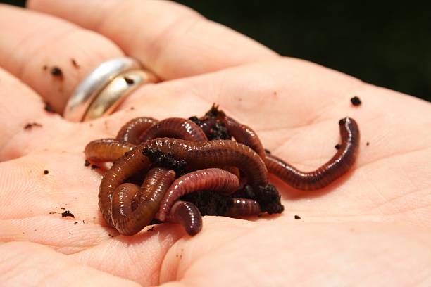 istock (A) Handful of Worms is Worth... 174619200