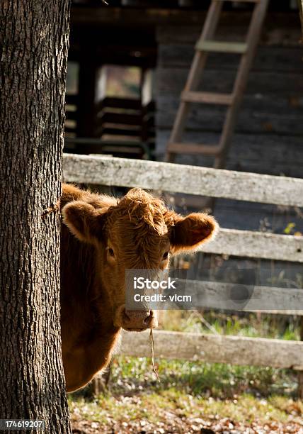 Foto de Quem Está Lá e mais fotos de stock de Agricultura - Agricultura, Animal, Animal de Fazenda