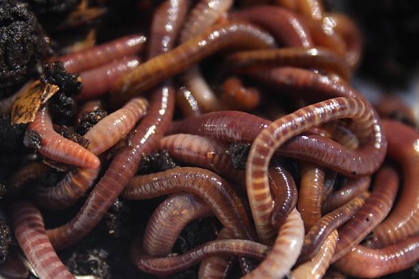 Pile o' Worms stock photo