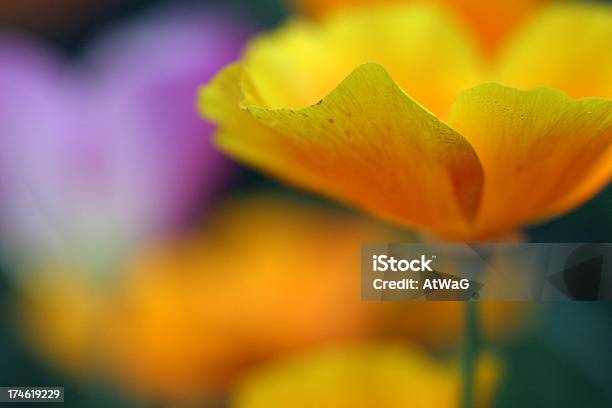 Escholzias Foto de stock y más banco de imágenes de Amapola - Planta - Amapola - Planta, California, Calor