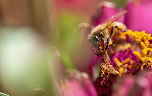A close-up image of honeybees perched atop pink flowers