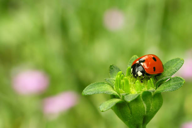 Ladybug sitting on a green flower stock photo