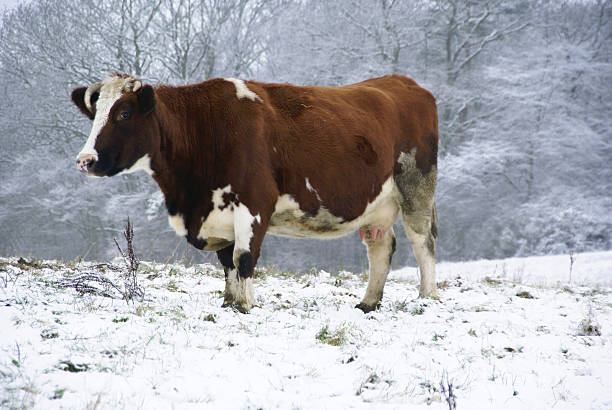 istock Cow in winter on a meadow 174619265